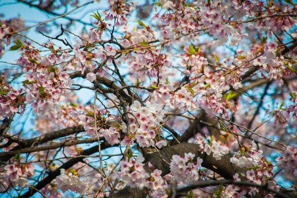 Árbol de cerezo en el momento de la floración