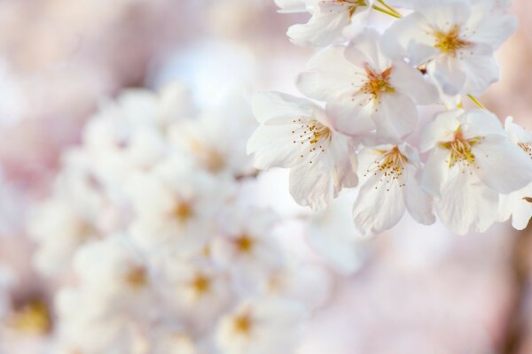 Blumen sind ein Symbol für schöne und reine Liebe