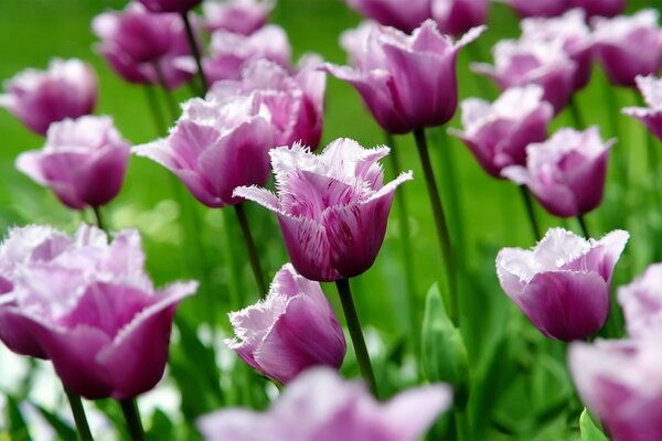 Blooming tulips, spring garden