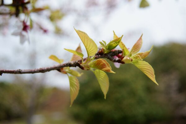 The budding twigs carry the scent of spring