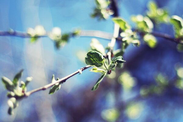 Risveglio della primavera-foglia e fiori