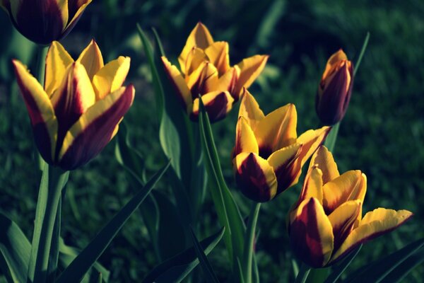 Yellow blossoming flower buds