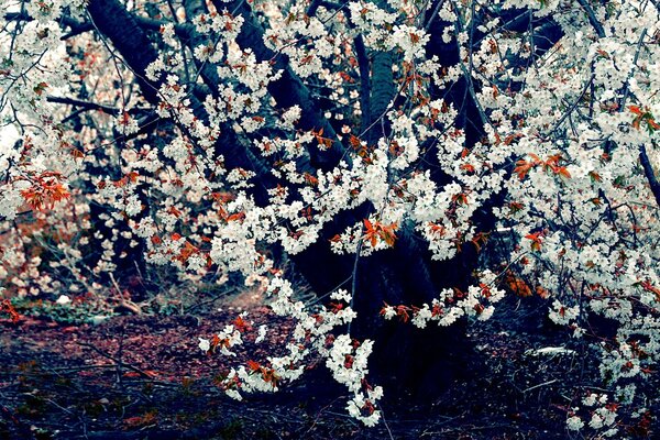 Arbre avec des fleurs orange et blanches