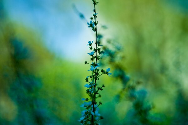 Las plantas florecen en primavera con flores azules