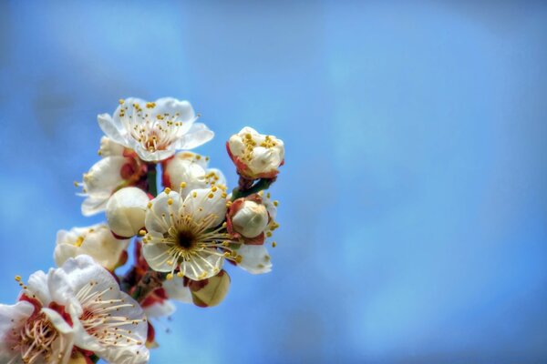 Cherry blossoms, spring flora