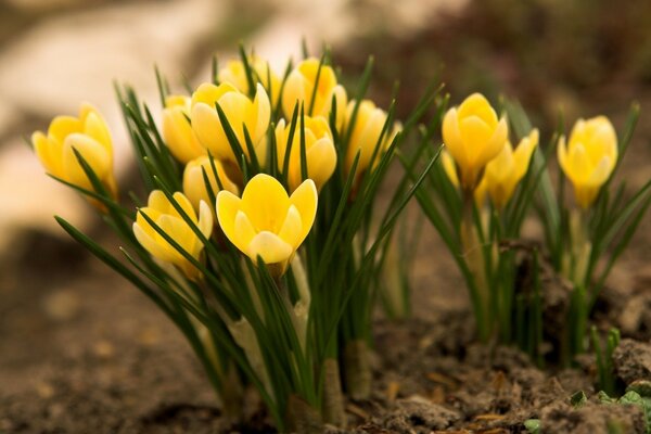 Phlox jaune dans le jardin de printemps