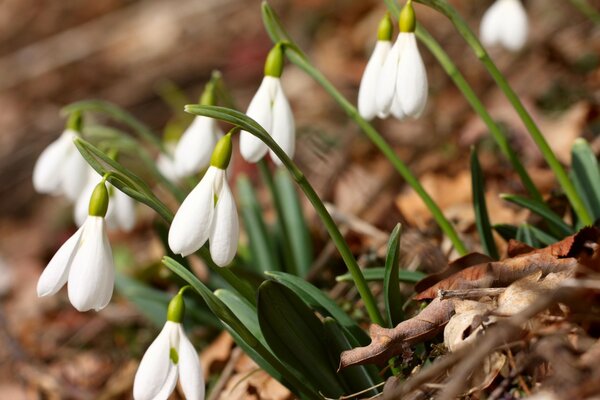 As primeiras flores da primavera snowdrops