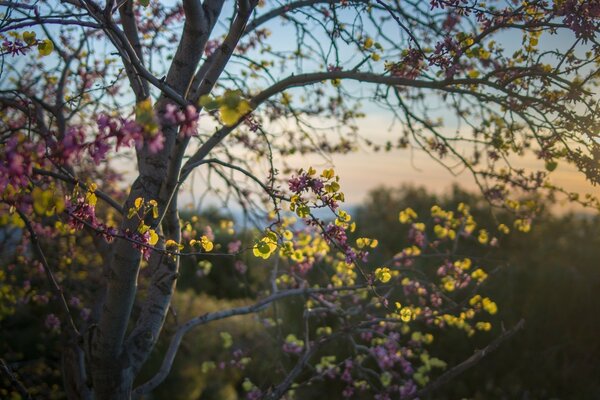 Spring flowering tree with yellow flowers