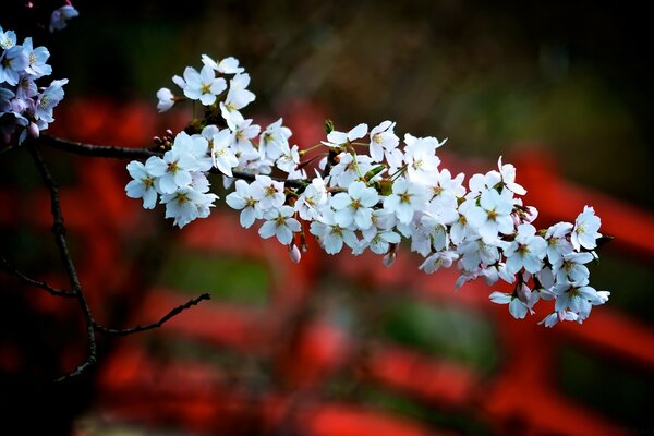 Le jardin fleurit