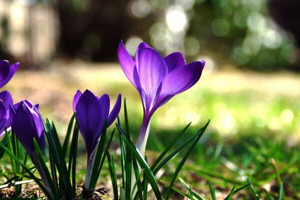 Primeros planos de azafranes en flor