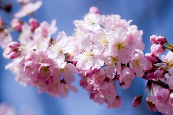 Hermosa flor de cerezo de primavera