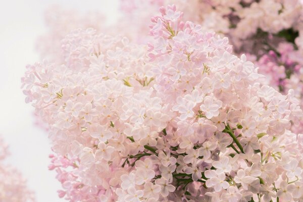 Hermosa floración del árbol en primavera