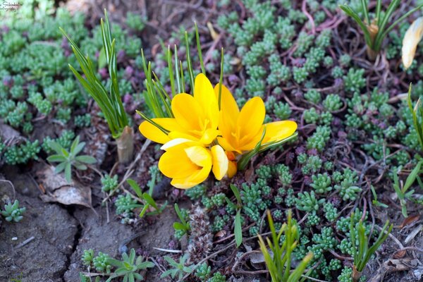 Natur im Frühling mit Flora im Garten