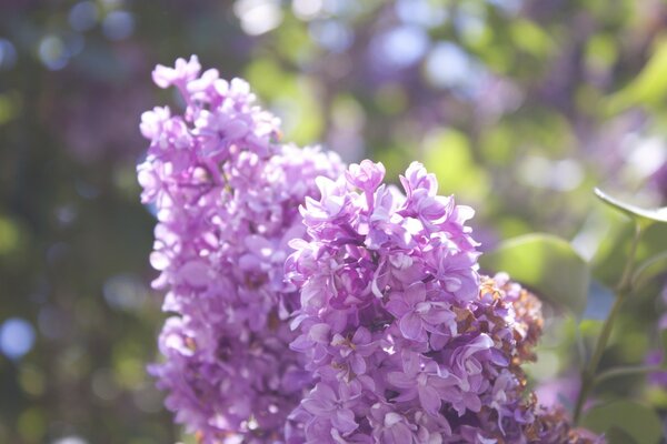 Schöne lila Blumen Flieder