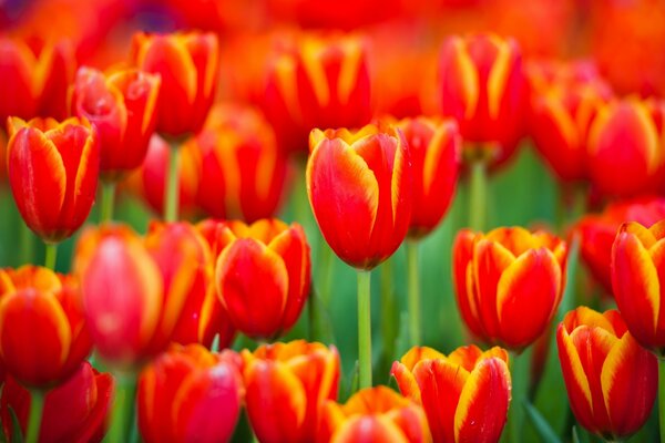 A field of bright tulips bloomed