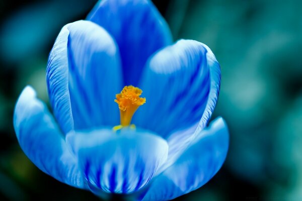 Delicate flower of blue color