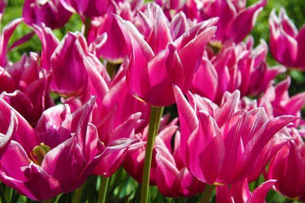 Belles tulipes roses sur le parterre de fleurs