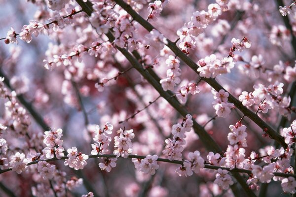 Flowering trees. Pink Cherry blossoms