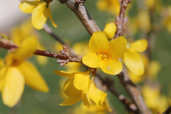 Gelbe Frühlingsblumen auf einem Ast