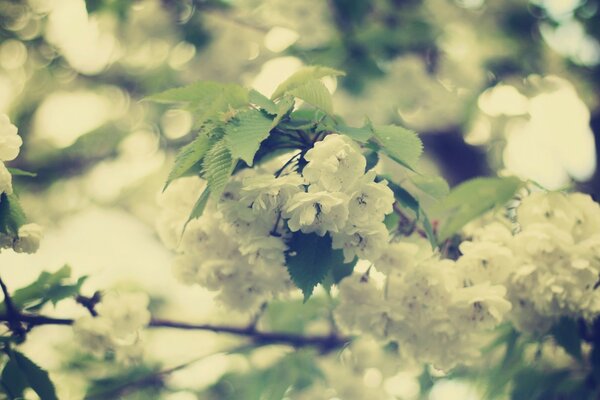 L arrivée du printemps belle fleur