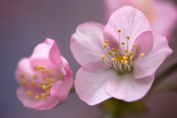 Pink cherry blossoms up close