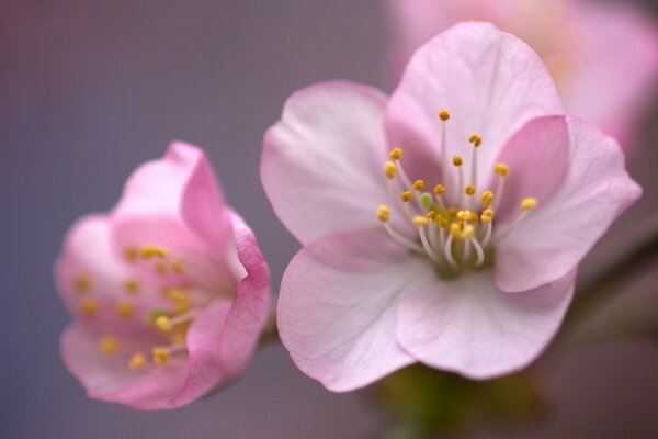 Flores de cerejeira rosa perto
