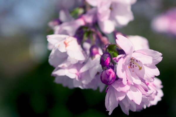 Purple Spring flowers macro