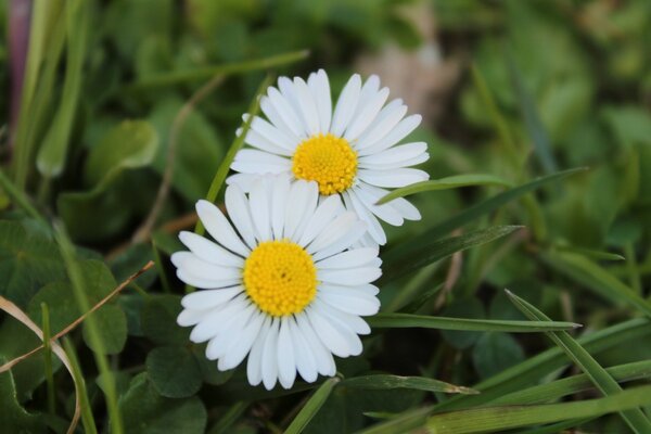 Daisies are like little suns on earth