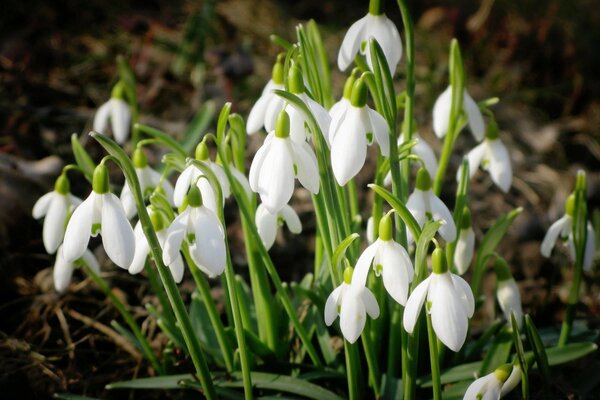 Spring white snowdrops in the forest