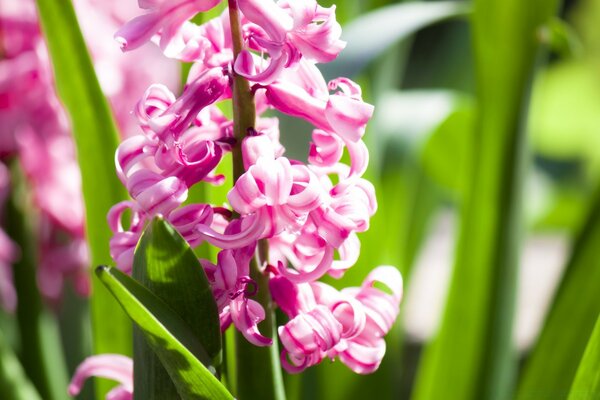 Beautiful pink spring flower