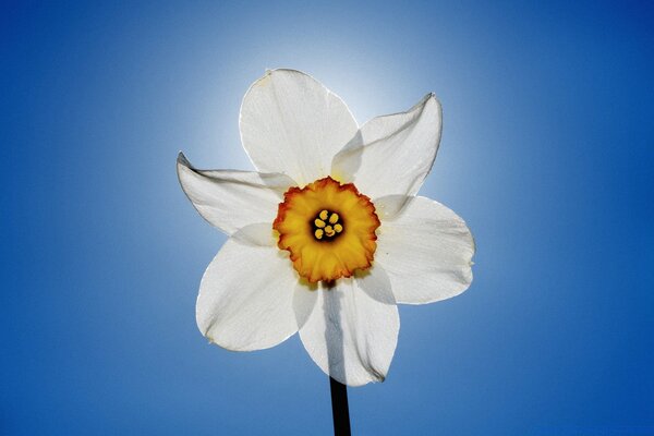 A delicate narcissus on a blue sky background