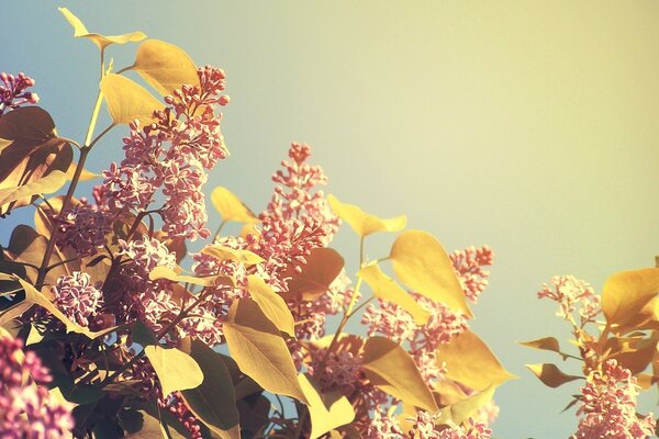 Lilas sous le soleil au printemps