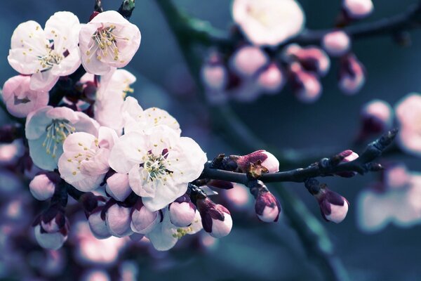 Fiori rosa primaverili su un ramo