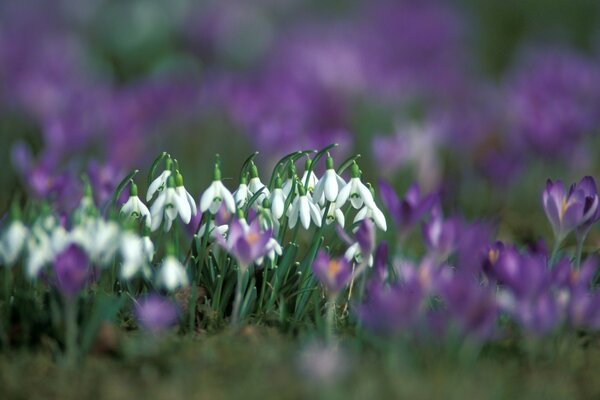 Awakening of nature together with snowdrops