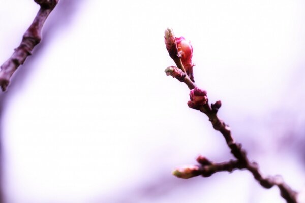 A branch with buds on a white background