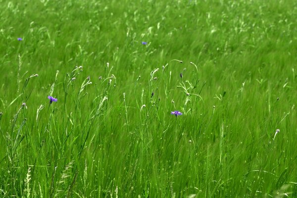 Succosa erba primaverile al mattino