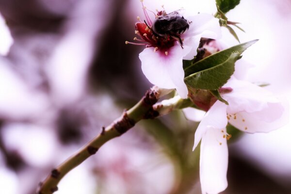 Pink flowers on a branch with a bee