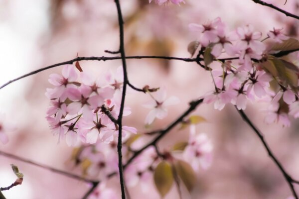 Das Erwachen der Natur - Kirschblüten