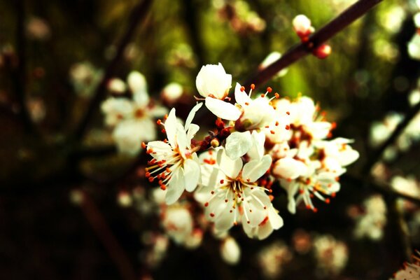 Flowers of garden trees apple and cherry