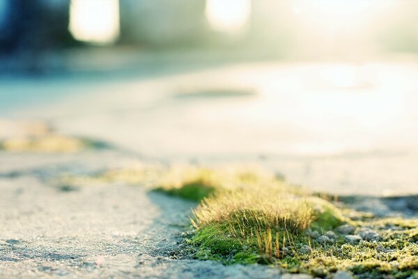 Herbe de printemps au soleil