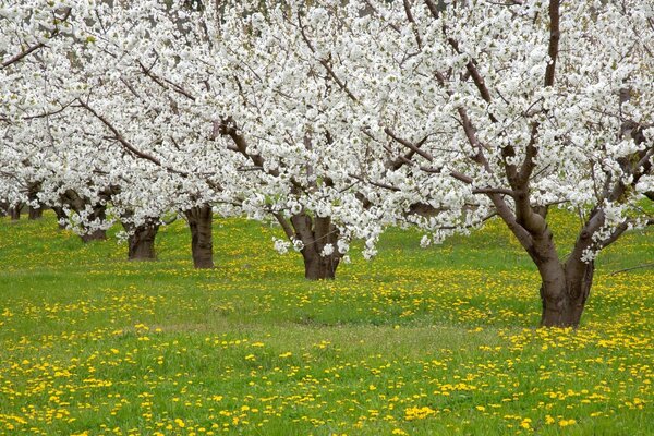 Principios de primavera en el Jardín de los cerezos