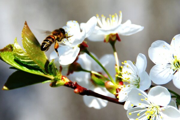 A bee is sitting on a spring flower