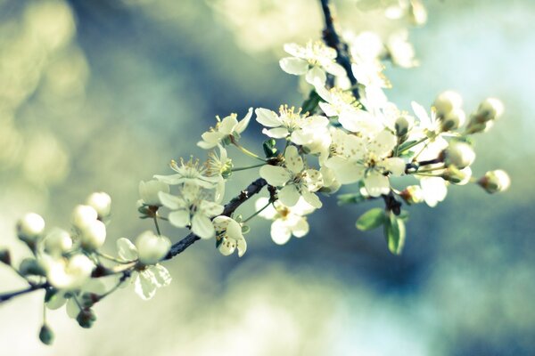 Natureza da Primavera, árvore florescente