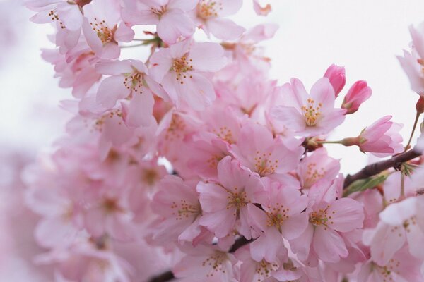 Ramo di albero in fiore rosa