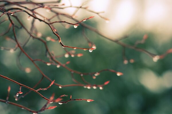 Budding trees after rain