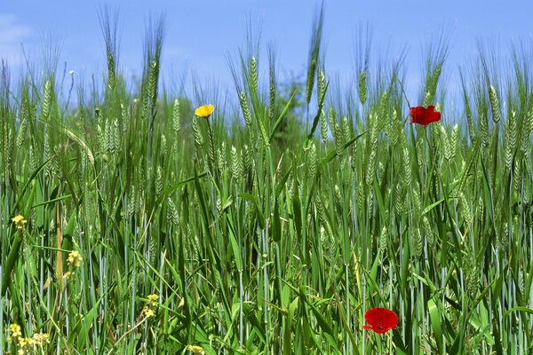 Herbe des champs, foin au printemps