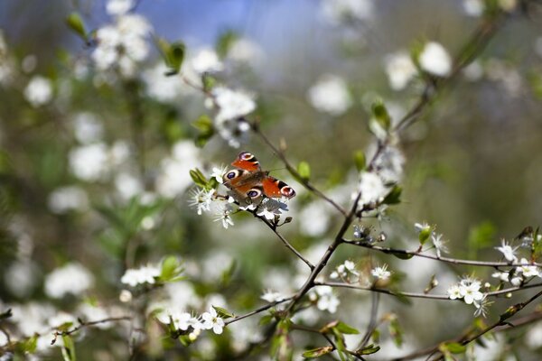 Schmetterling Feuerwehrmann auf einem blühenden Baum