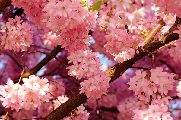 Cherry blossoms violently in spring