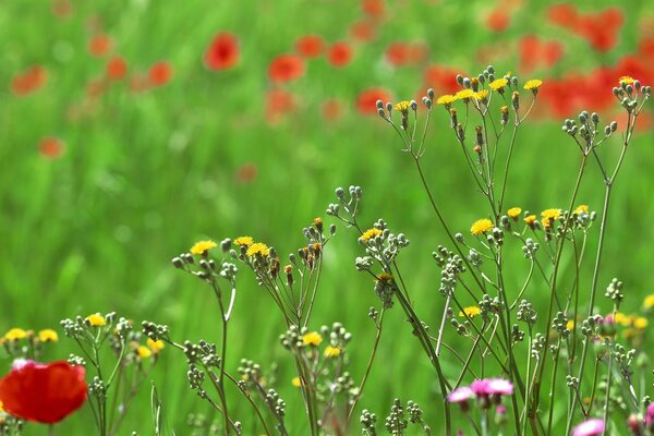 Feld im Sommer