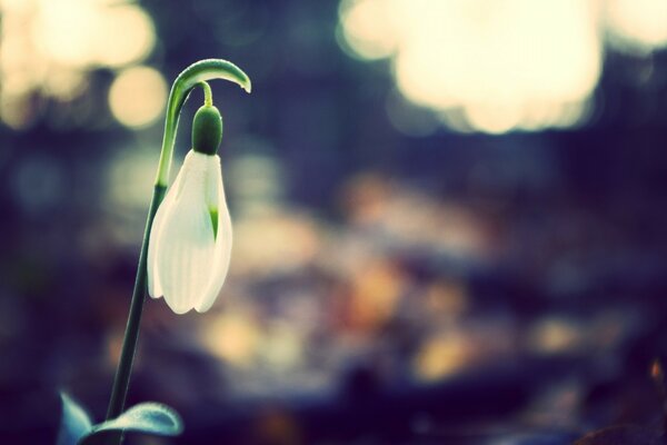 The awakening of spring and the flowering of the snowdrop